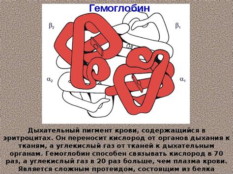 Роль телесных структур в жизнедеятельности организма