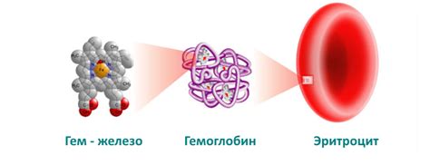 Роль фолиевых соединений в процессе образования гемоглобина