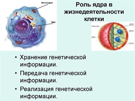 Роль центрального ядра в клеточных процессах растительной клетки