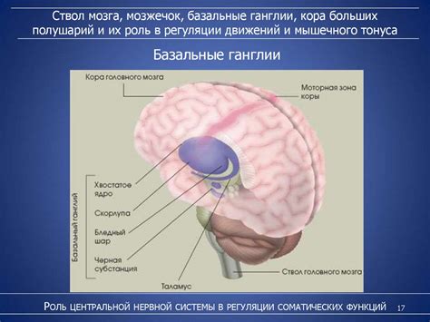 Роль центральной нервной системы в выполнении сложных функций организма