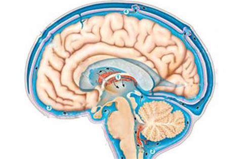 Роль цереброспинальной жидкости в функционировании мозга
