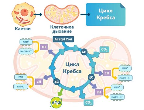 Роль цикла Кребса в обмене веществ