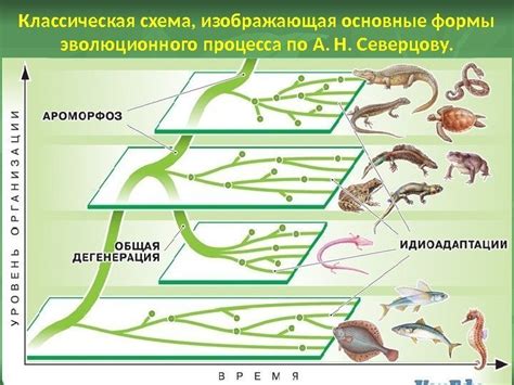 Роль эволюции в происхождении новых видов