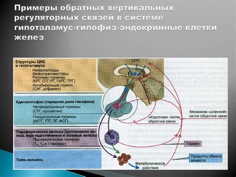 Роль эндокринной системы в поддержании гомеостаза