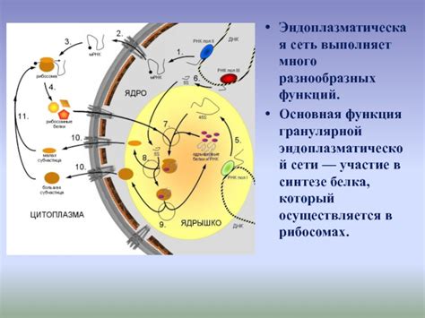 Роль эндоплазматической сети в синтезе и транспорте белка