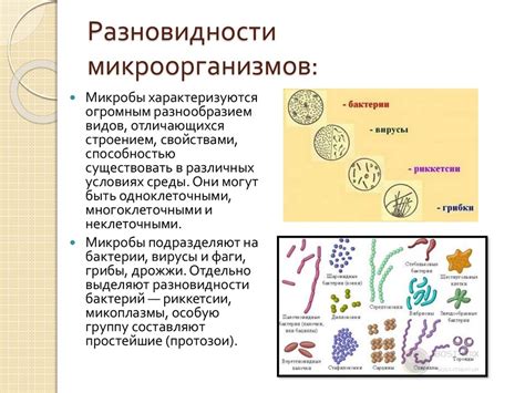 Роль энергетического резерва у микроорганизмов: обзор понятия и его основная функция