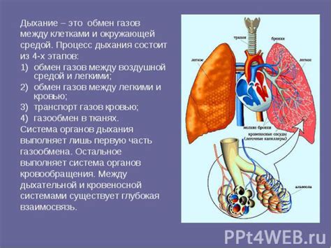 Роль эпителиальных клеток в дыхательной системе: защита и газообмен