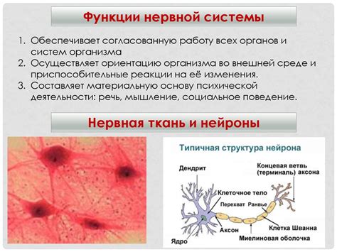 Роль эпителиальных тканей в оболочках нервной системы и их функция как барьера