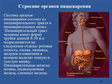 Роль эпителия пищеварительных органов: сущность и значение