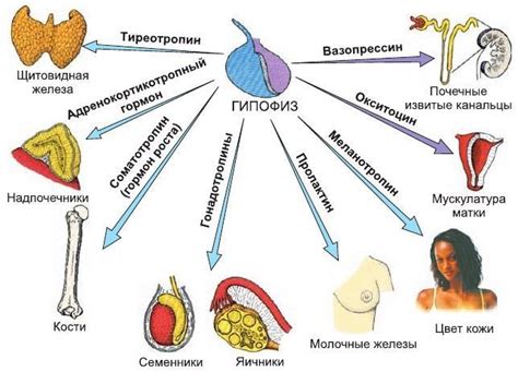 Роль эстрогенов и их влияние на функции организма