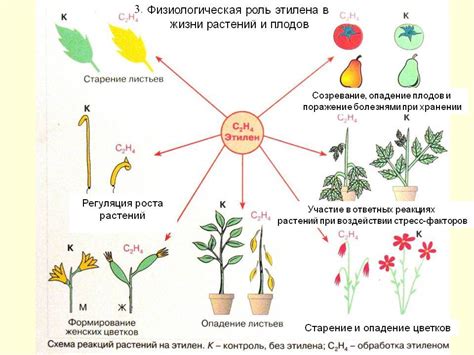 Роль этилена в растительном мире