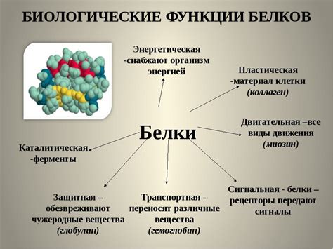 Роля белков в клетках: ключевые функции и значение