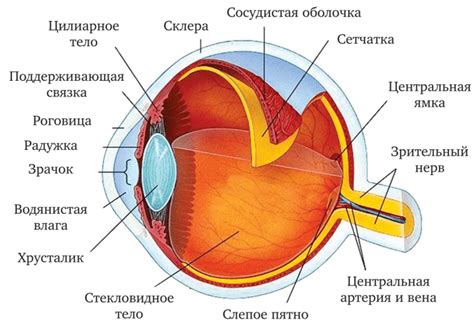 Российские глаза: особенности анатомии и структуры