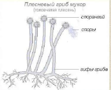 Рост и размеры гриба