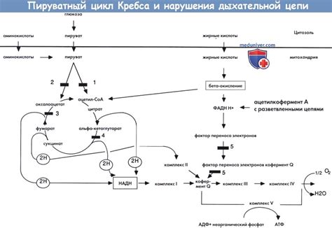 Связь гипертиреоза и нарушений в цикле Кребса с ожирением