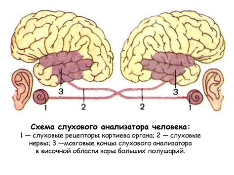 Связь головного предлежания и функционирования вестибулярной системы