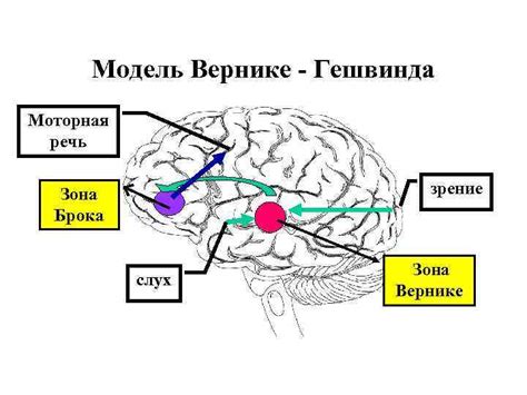 Связь зоны вернике с формированием двигательных рефлексов