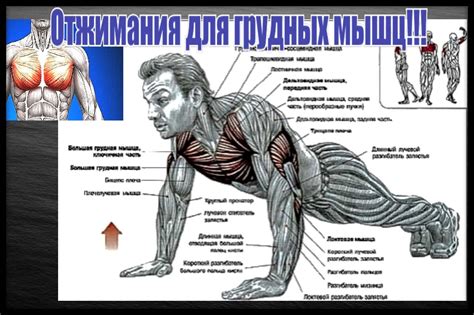 Связь между выполнением отжиманий и увеличением силовых показателей