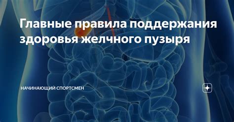 Связь между остеопатическим подходом и поддержанием здоровья желчного пузыря