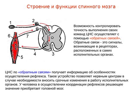 Связь между размером зрачков и активностью симпатической нервной системы