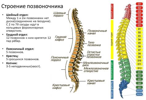 Связь позиции пятой поясничной позвонки с функциональными возможностями организма