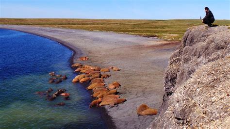 Северный предел: остров Вайгач