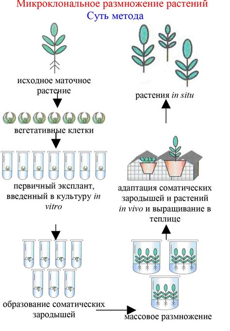 Секретные методы размножения восхитительных культурных растений в частях нашего дома