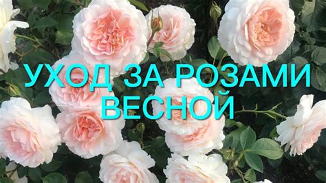 Секреты зимнего ухода за розами: предотвращение увядания цветов в окрестностях Москвы 