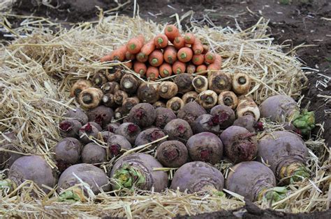 Секреты успешной заготовки корнеплодов на длительное хранение