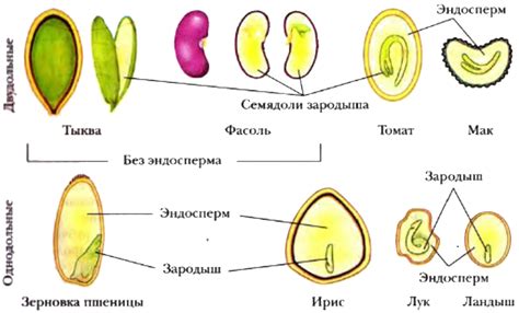 Семявход у растений