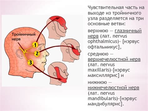 Сенсорная функция тройничного нерва: основные механизмы