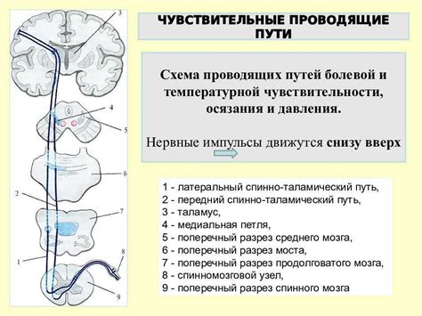 Сенсорные возможности пятого головного нерва в организме