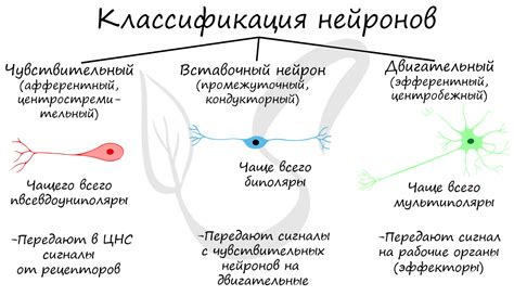 Сенсорные нейроны: разнообразие и их распределение в органах