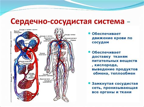 Сердечно-сосудистая система: отсутствие нервных окончаний в кровеносных сосудах