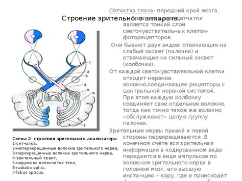 Сетчатка: ключевой элемент зрительного аппарата