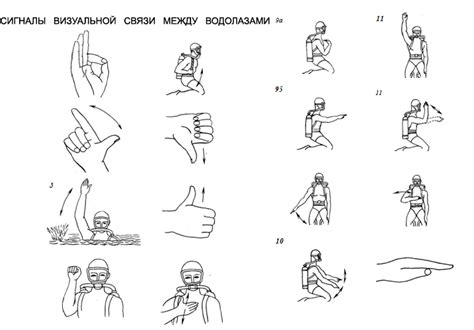 Сигналы визуальной коммуникации у пернатых хищников: распознавание и реакции