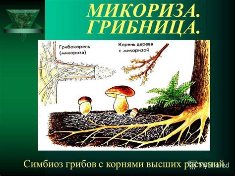 Симбиотические взаимоотношения родов грибов с растениями в природных условиях Башкирии