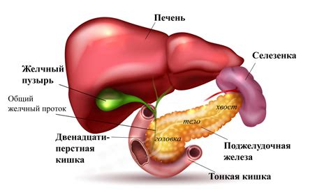 Симптомы гепатомегалии поджелудочной железы