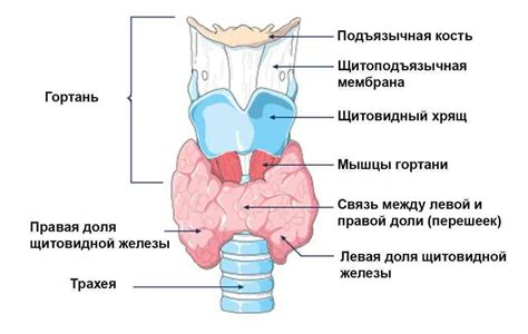 Симптомы гипоэхогенного аваскулярного узла щитовидной железы