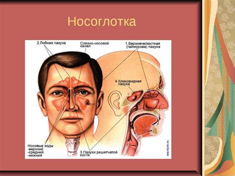 Симптомы и диагностика образования в области верхнечелюстной пазухи