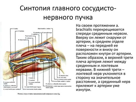 Симптомы и причины повреждения основного нервного ствола в верхней конечности