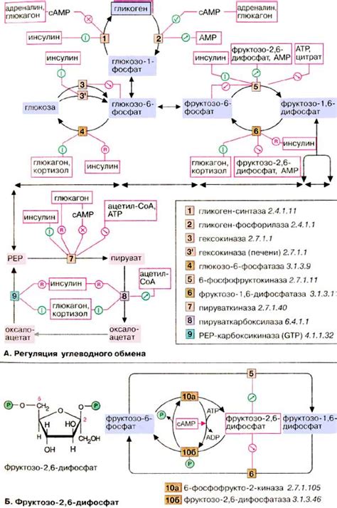 Синтез витаминов и гормонов