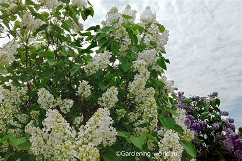 Сирень как благоуханное цветущее растение