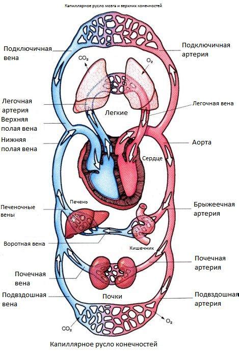 Система кровообращения: связующее звено организма