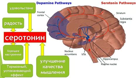 Система психического равновесия: взаимосвязь серотонина и дофамина