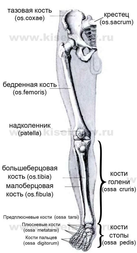 Скрытая грань наших ног: таинственная структура нижней конечности