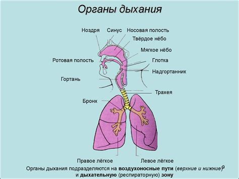 Следствия применения жидкостей в органах дыхания: что важно знать