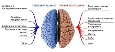 Смещение главных образовательных структур в мозге: причины и детальное обозрение