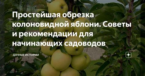 Советы и рекомендации для успешного разведения яблони на участке