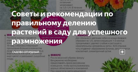 Советы и рекомендации для успешного размножения важных документов